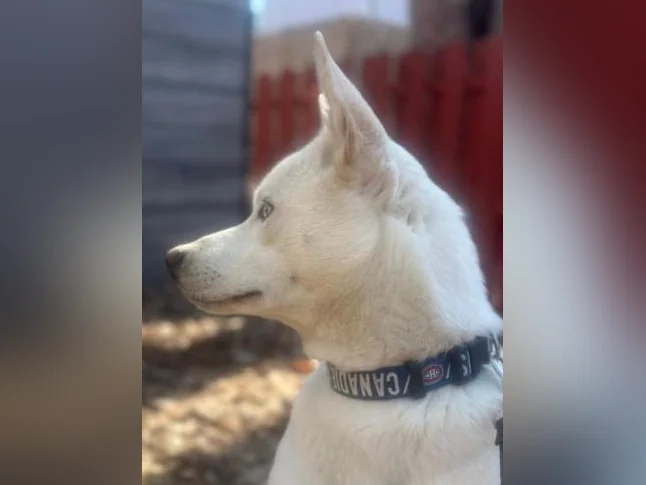 Chien berger husky blanc thumbnail 6