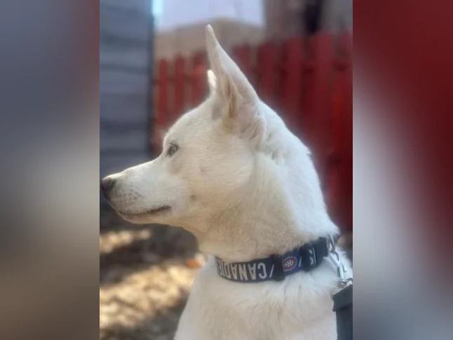 Chien berger husky blanc thumbnail 5