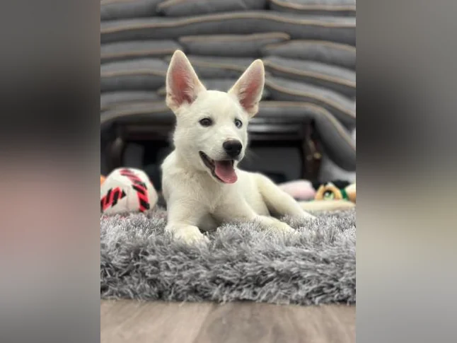 Chien berger husky blanc