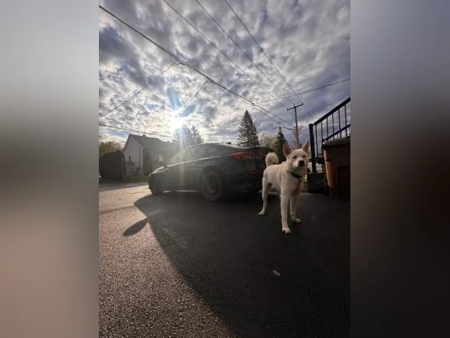 Chien berger husky blanc thumbnail 8