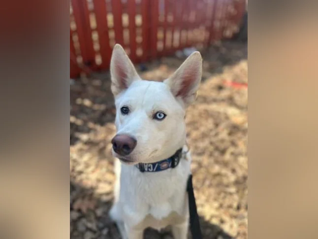 Chien berger husky blanc thumbnail 4