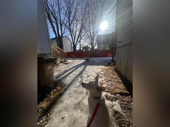 Chien berger husky blanc thumbnail 2