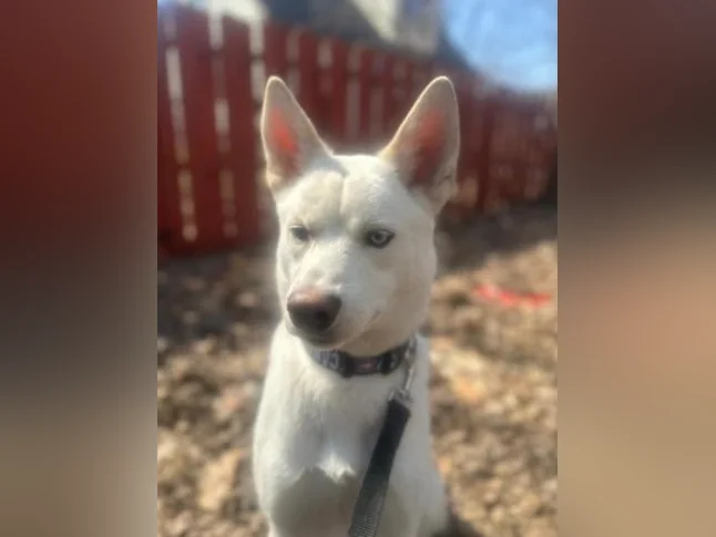 Chien berger husky blanc thumbnail 3