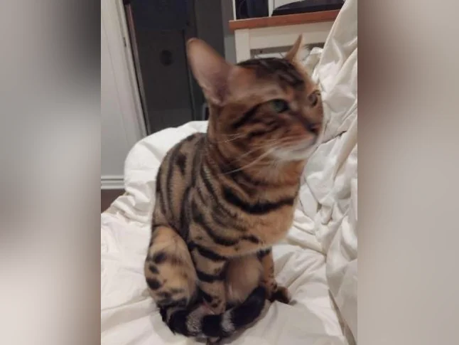Vente chat bengal