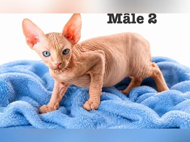 2 mâles sphynx vaccinés prix spécial pour vente rapide ! thumbnail 3