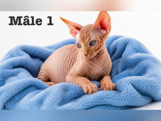 2 mâles sphynx vaccinés prix spécial pour vente rapide ! thumbnail 2