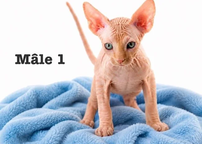 2 mâles sphynx vaccinés prix spécial pour vente rapide !