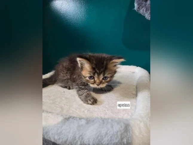 Chaton persan thumbnail 3
