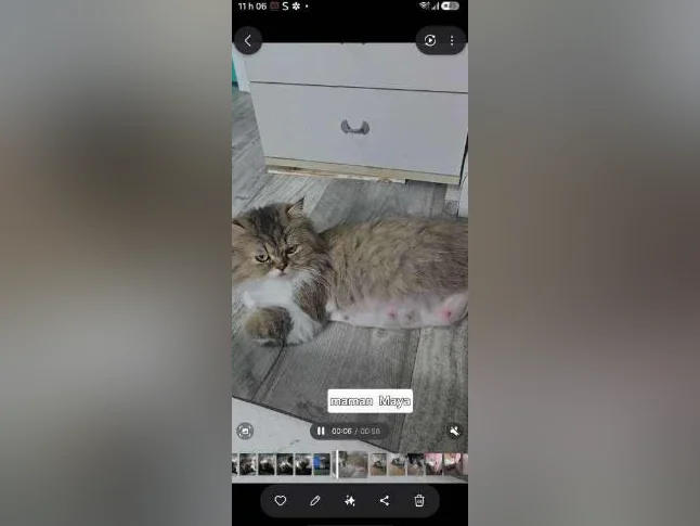 Chaton persan thumbnail 4