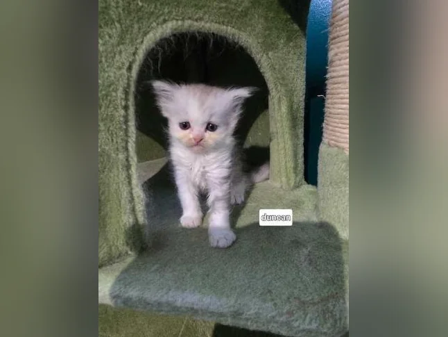 Chaton persan thumbnail 2