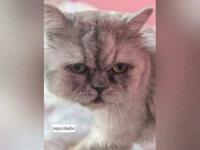 Chaton persan thumbnail 5