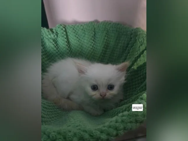 Chaton persan