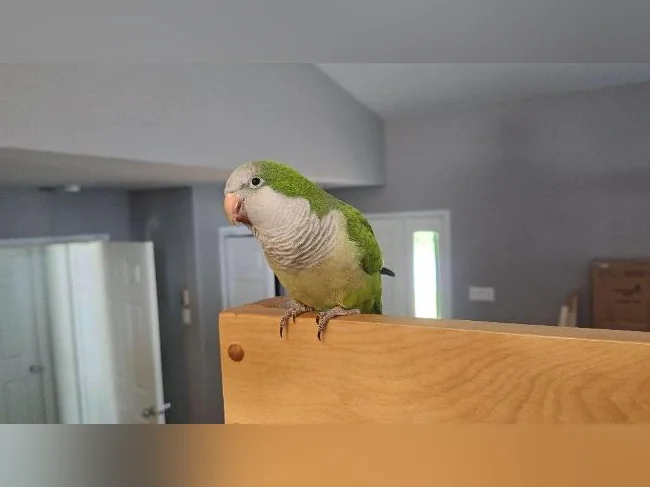 Quaker mâle 4 ans