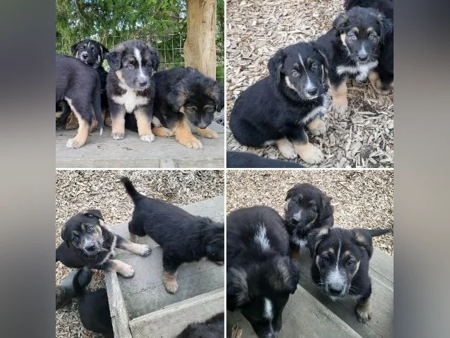 Choit border collie croisé berger allemand thumbnail 5