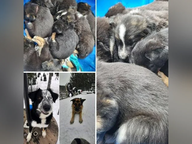 Choit border collie croisé berger allemand thumbnail 4