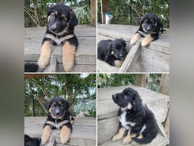 Choit border collie croisé berger allemand
