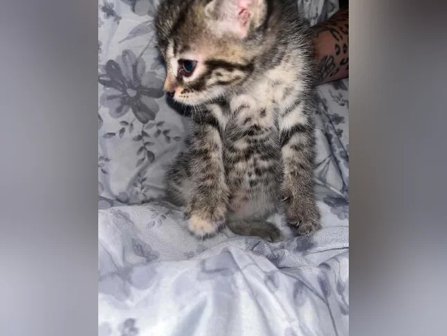 Chaton à donner thumbnail 8
