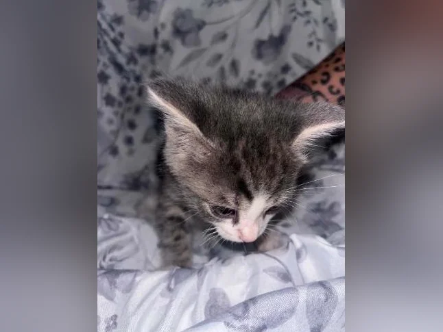 Chaton à donner thumbnail 2