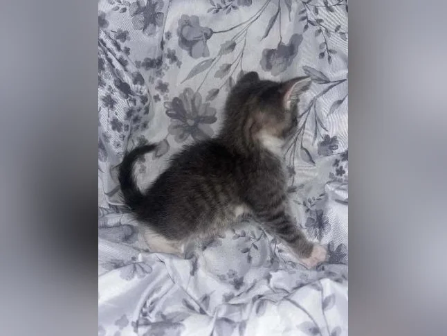 Chaton à donner thumbnail 3