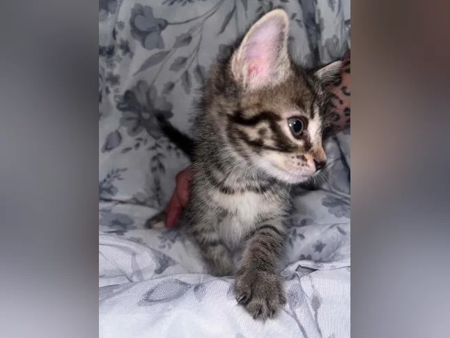 Chaton à donner