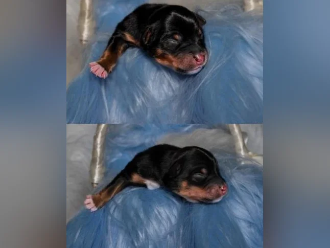Chiots Berger Australien Miniature 🥰