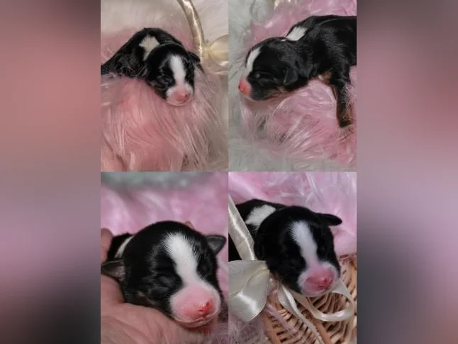 Chiots Berger Australien Miniature 🥰 thumbnail 6