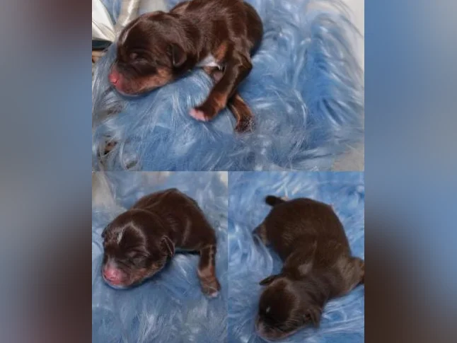 Chiots Berger Australien Miniature 🥰 thumbnail 2