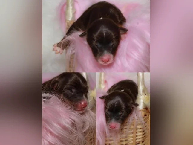 Chiots Berger Australien Miniature 🥰 thumbnail 5