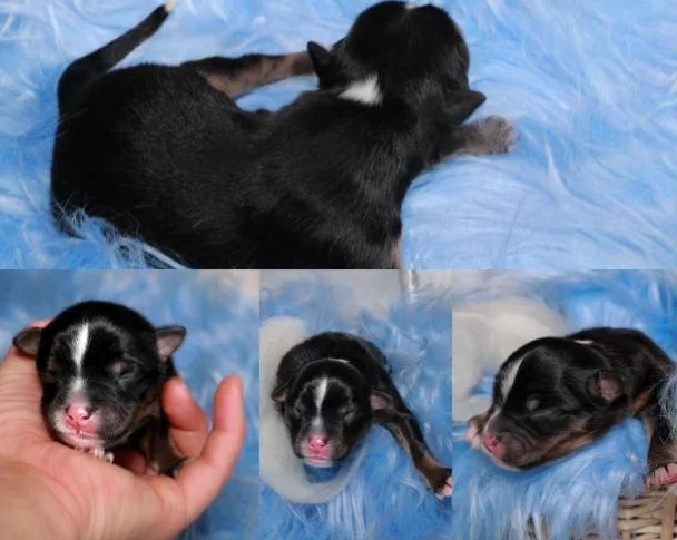 Chiots Berger Australien Miniature 🥰 thumbnail 4