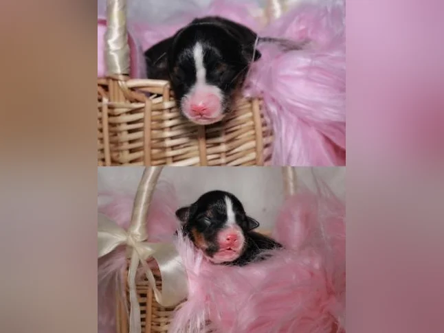Chiots Berger Australien Miniature 🥰 thumbnail 3