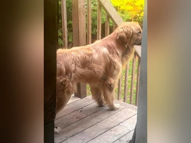Male golden retriver  un ans thumbnail 2