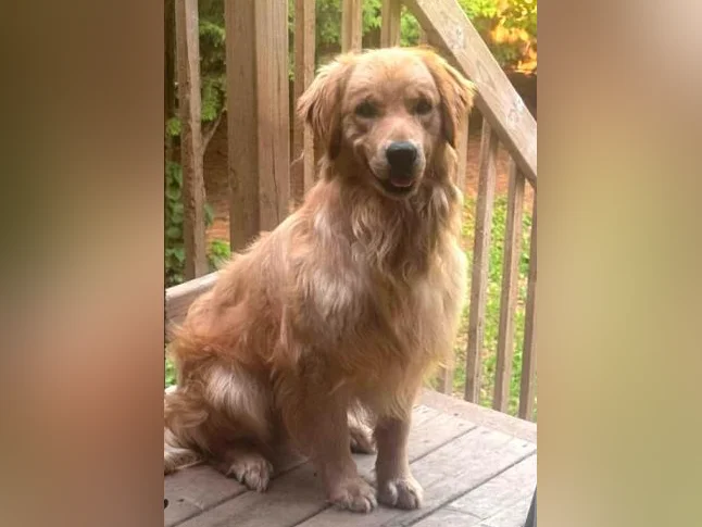 Male golden retriver  un ans