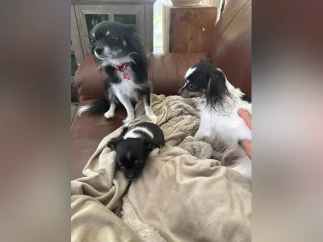 Chihuahua poil long thumbnail 8