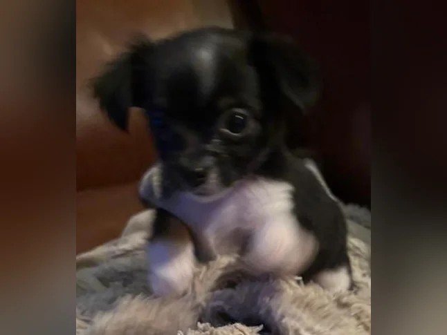 Chihuahua poil long thumbnail 4