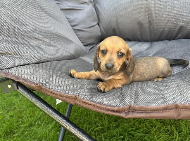 Reste 1 Femelle || Chiot TECKEL MINIATURE DACHSHUND Puppy