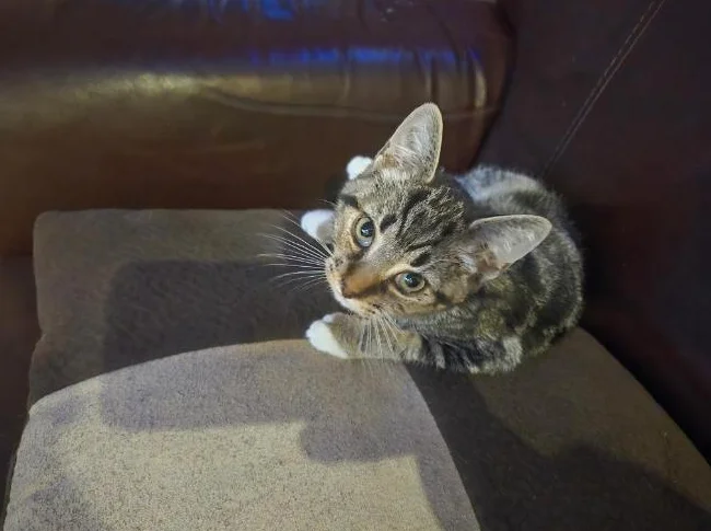 CHATON À DONNER thumbnail 2