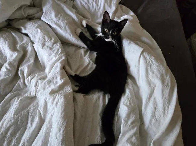 CHATON À DONNER