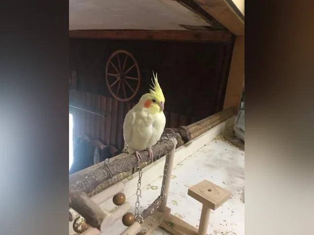 3 Cockatiels thumbnail 2