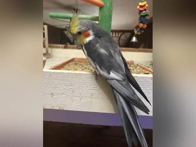 3 Cockatiels thumbnail 3