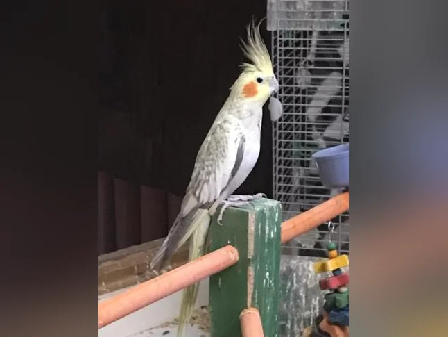 3 Cockatiels