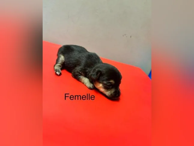 Chihuahuas thumbnail 5