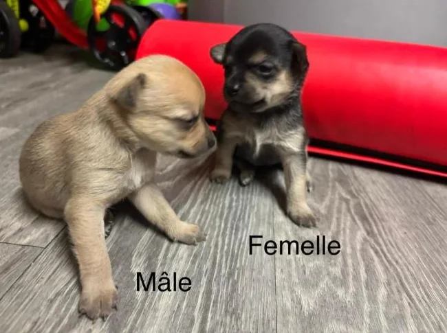Chihuahuas thumbnail 4