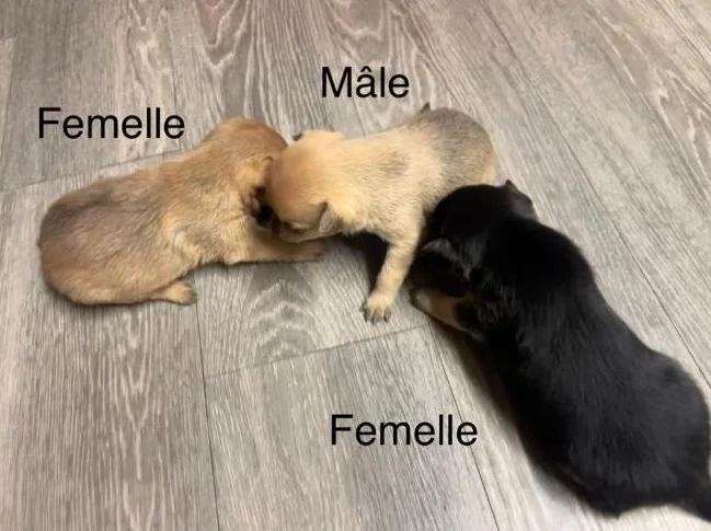 Chihuahuas