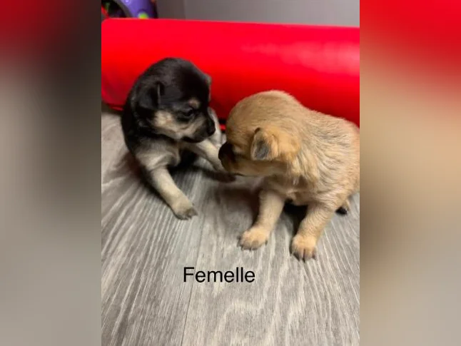 Chihuahuas thumbnail 3