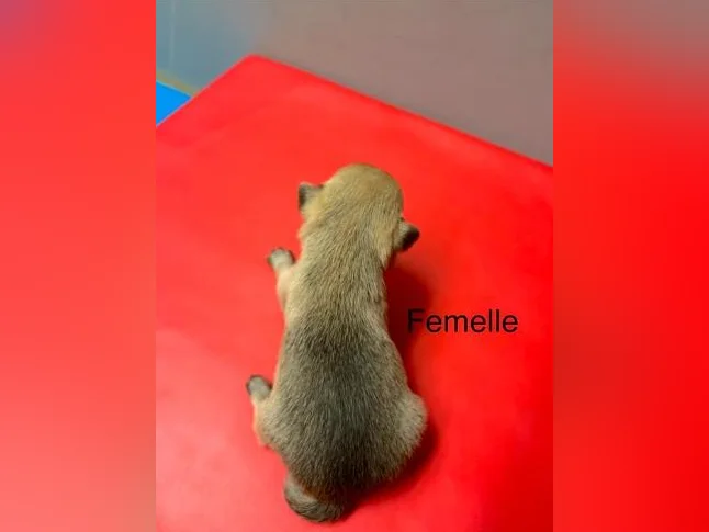 Chihuahuas thumbnail 7