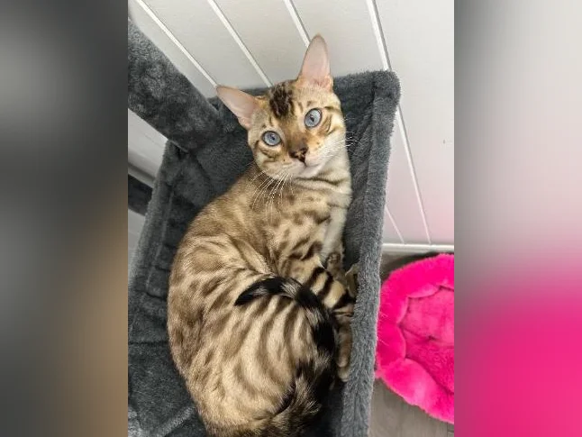 4 bb bengal mâle thumbnail 10
