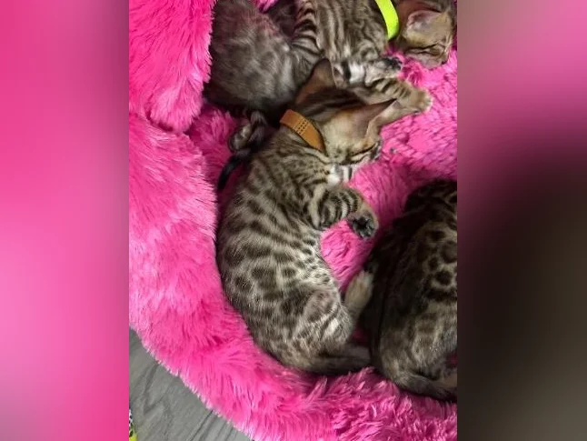 4 bb bengal mâle thumbnail 3