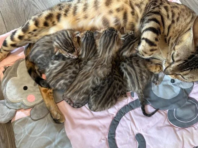 4 bb bengal mâle thumbnail 8