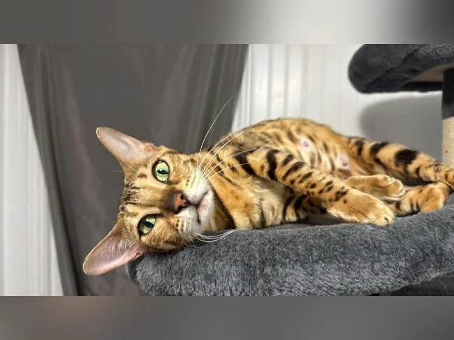4 bb bengal mâle thumbnail 9