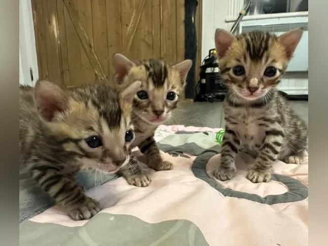 4 bb bengal mâle thumbnail 7
